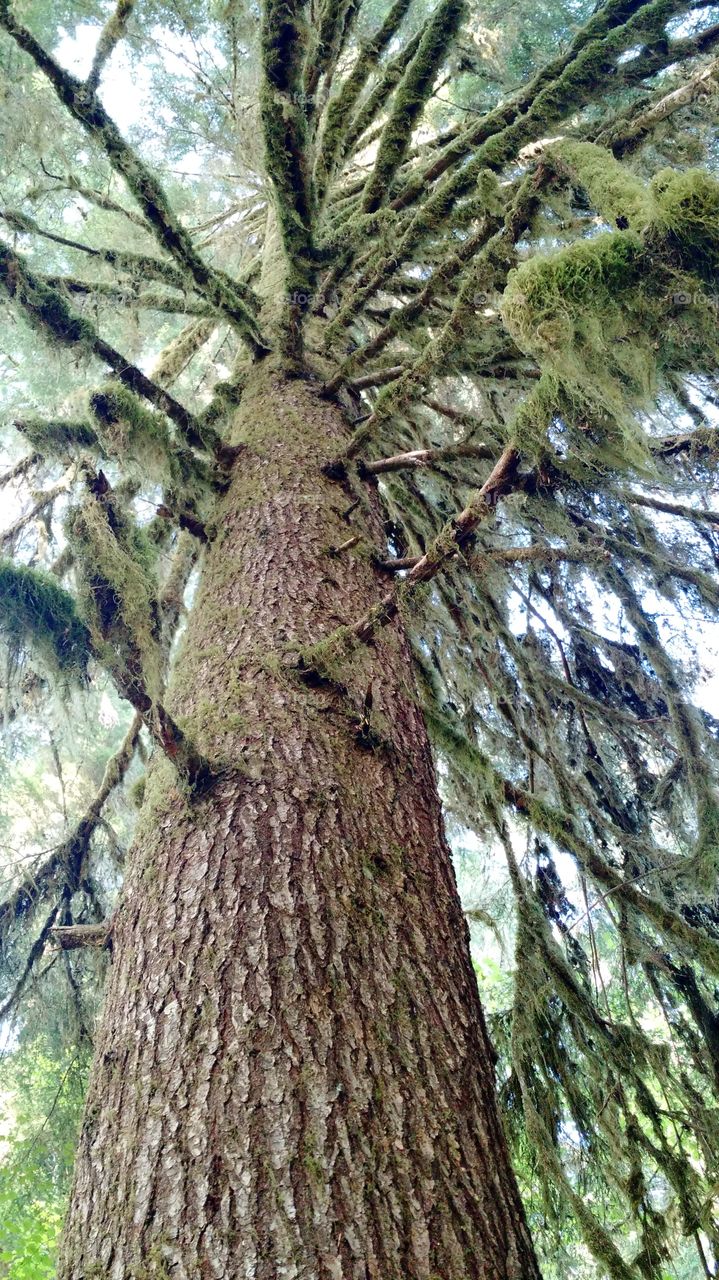 HOH rainforest. WA