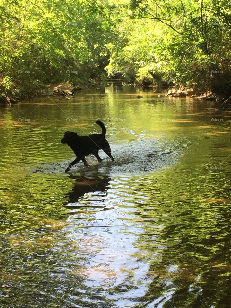 Dog Days of Summer