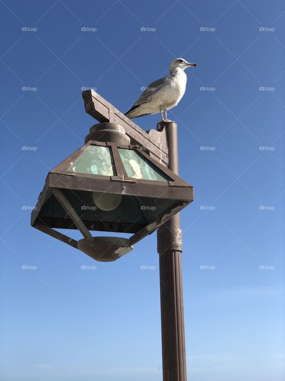 Seagull and Lamp