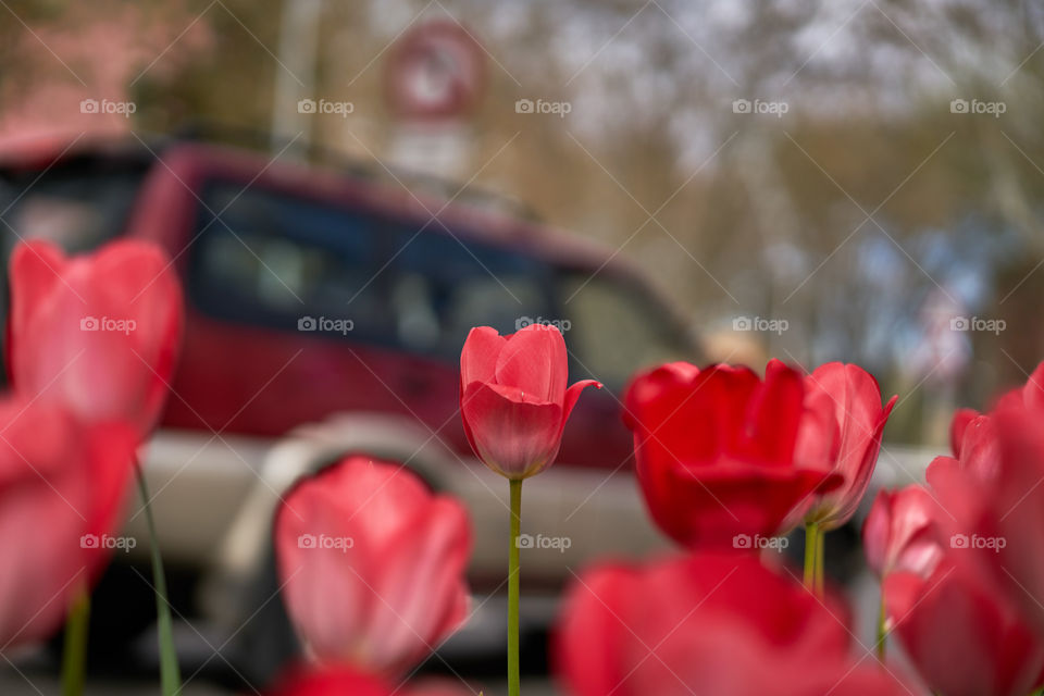 Flowers decoration in the streets