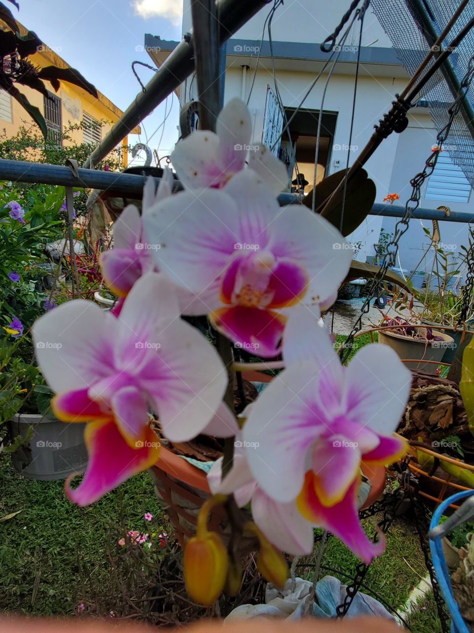 exotic orchids