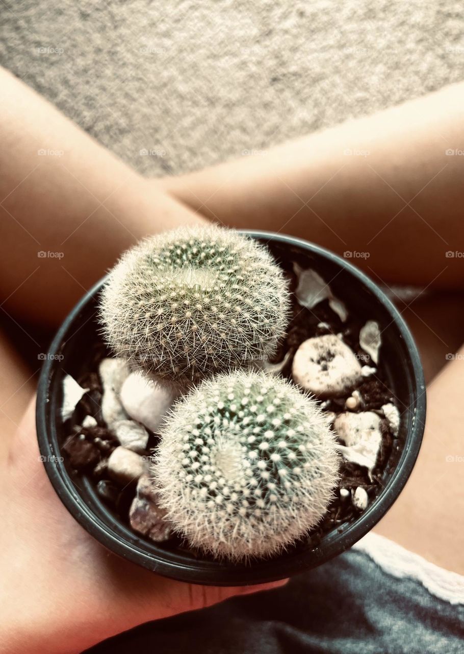 My tiny cacti 