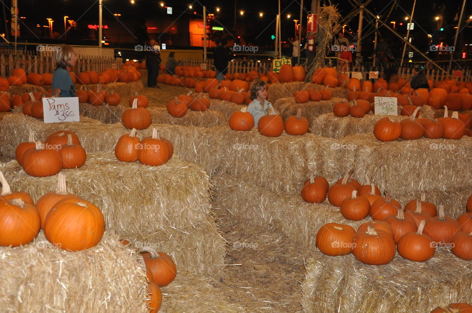 Rows of pumpkins 