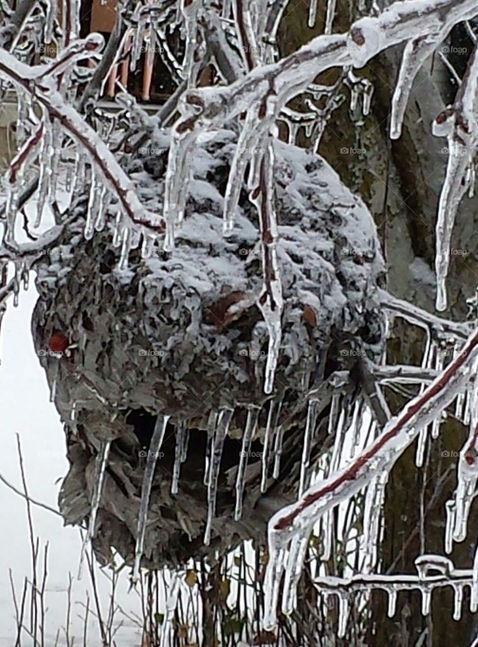 Blackfaced Hornets Nest