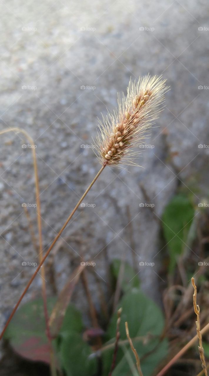 wheat by the road. close up of wheat by the side of the road