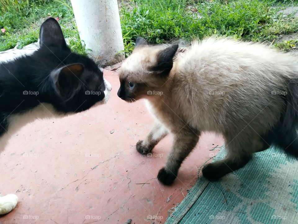 Big cat and small cat)