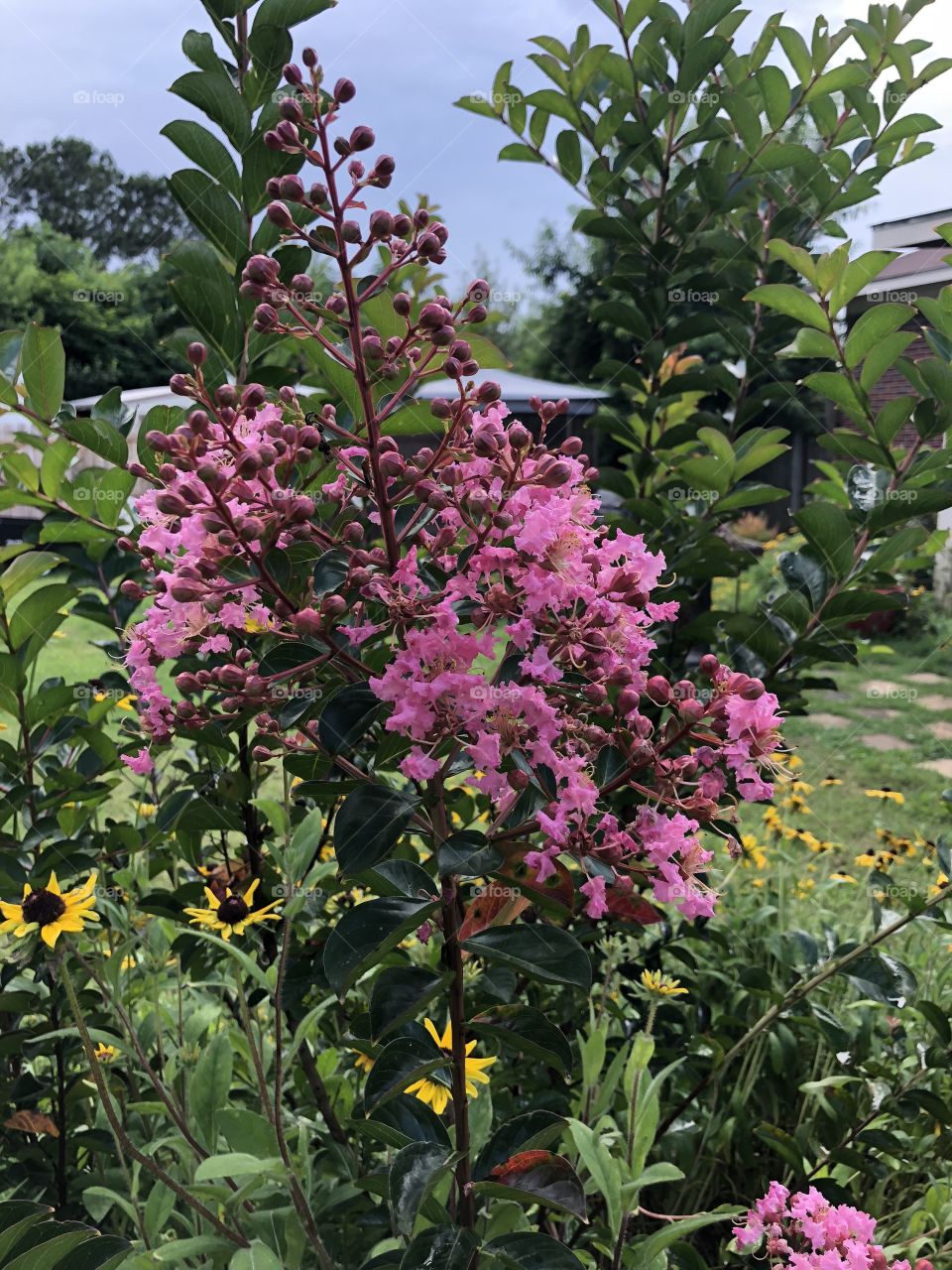 A pink flower blooming in my garden with a few yellow flowers creating a very pretty picture. 