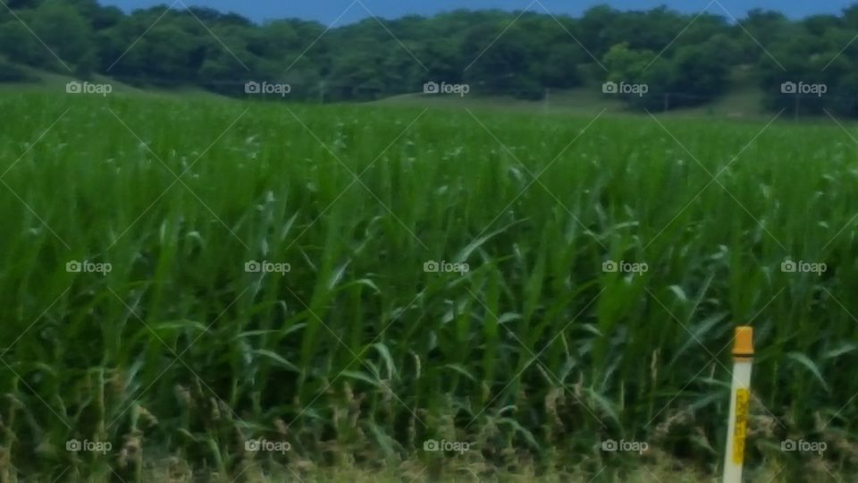 corn getting tall