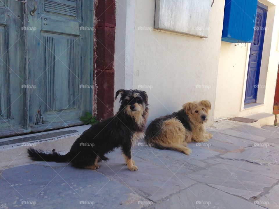 Dog, Mammal, No Person, Canine, Portrait