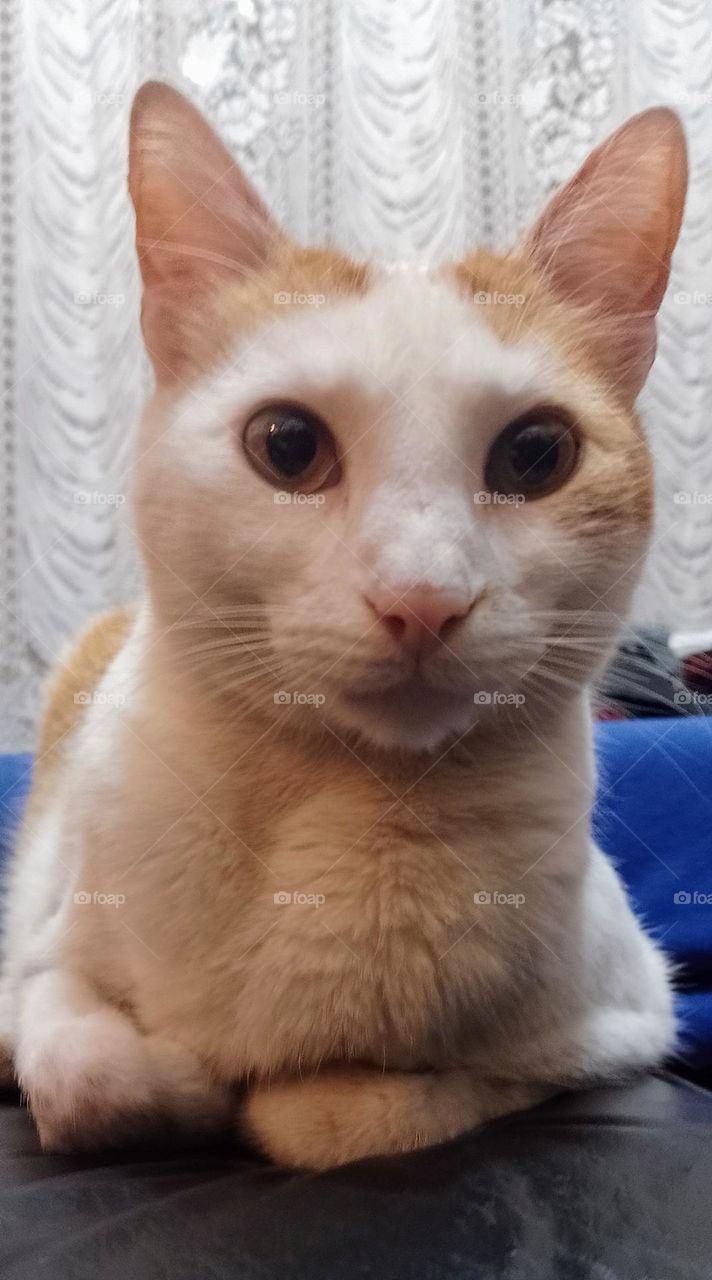 gato blanco y amarillo mirando a la cámara