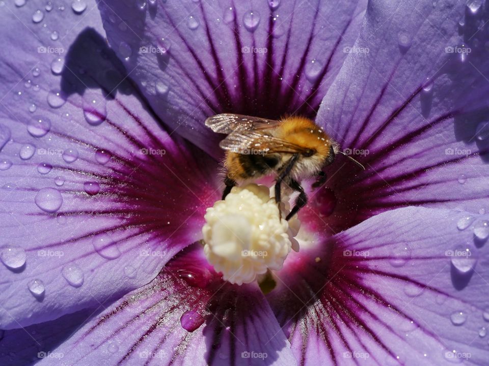 Bumblebee searching for nectar