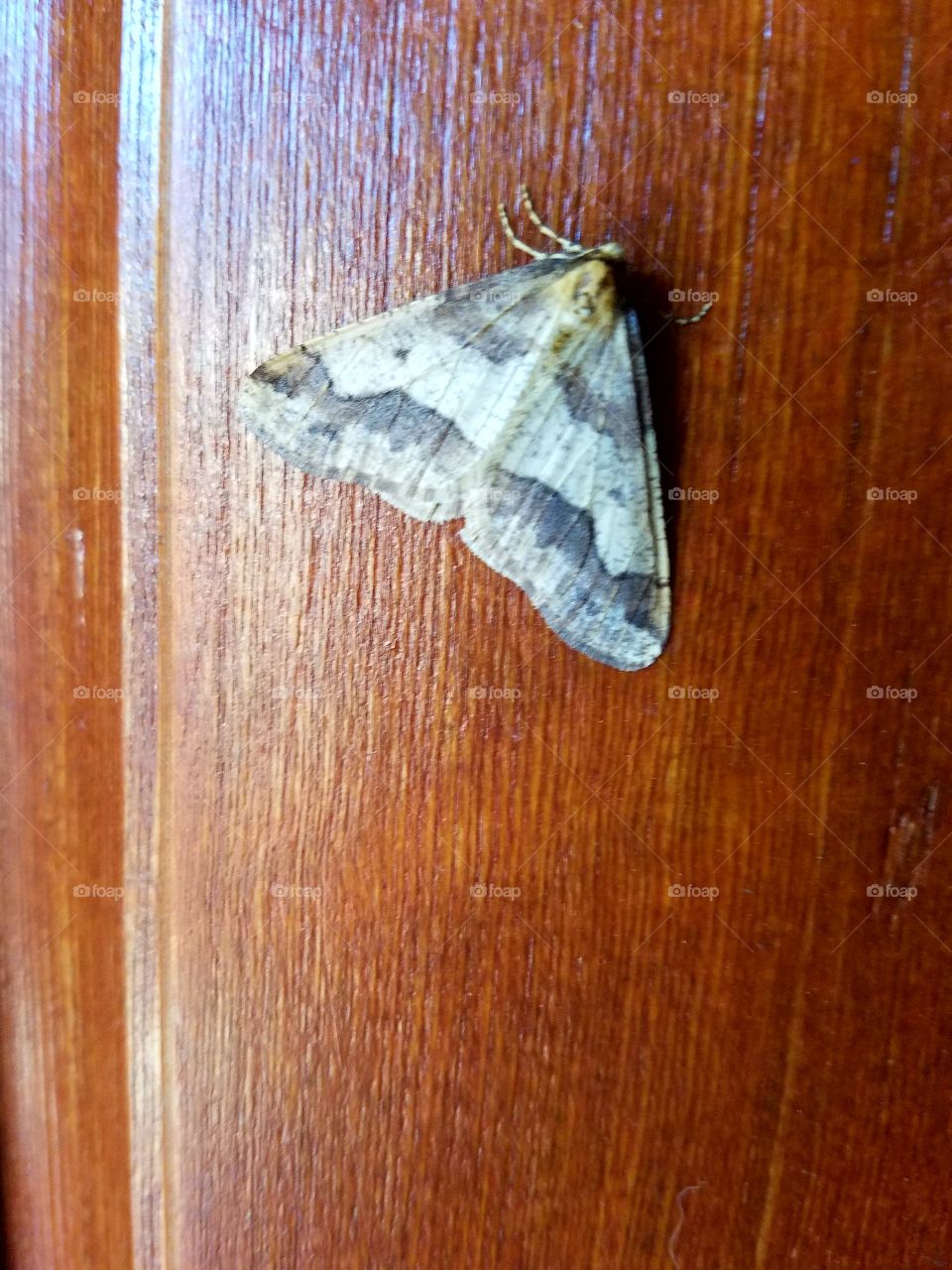 A late summer visitor on my front door.