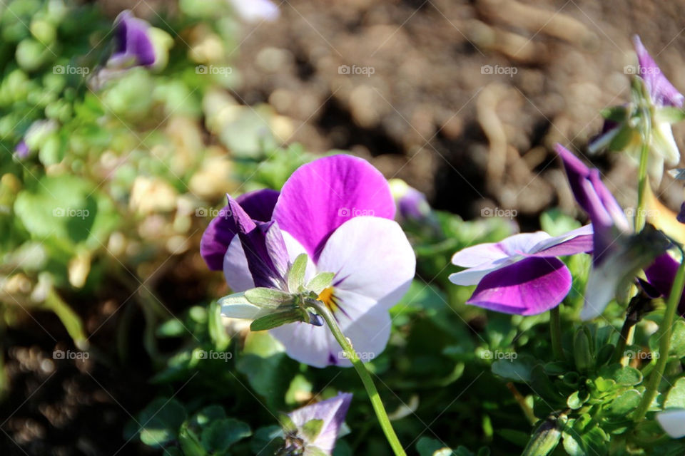 flower natur blume by stef79