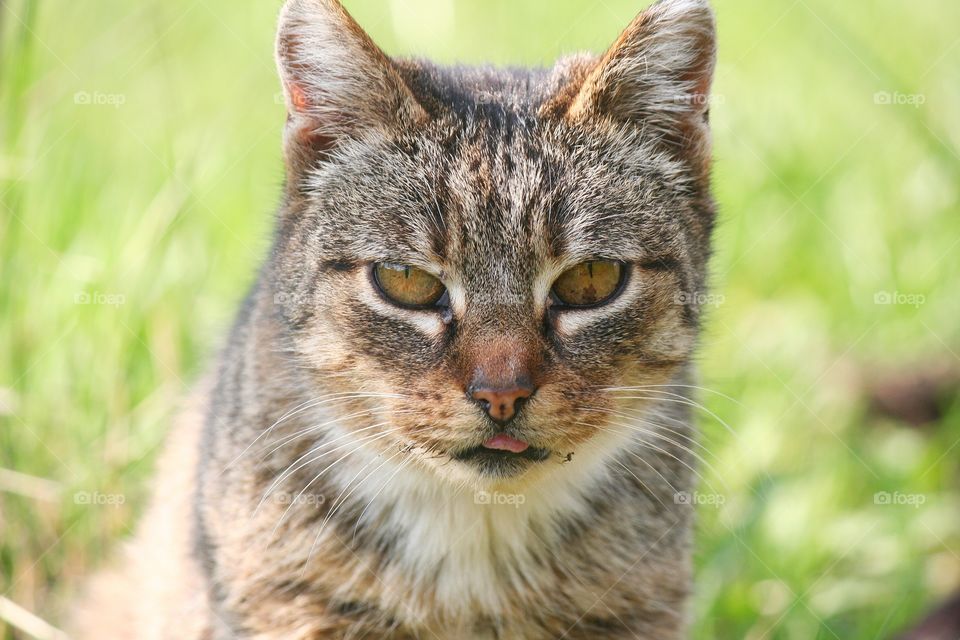 Cat staring at you, as if he could see through your soul!