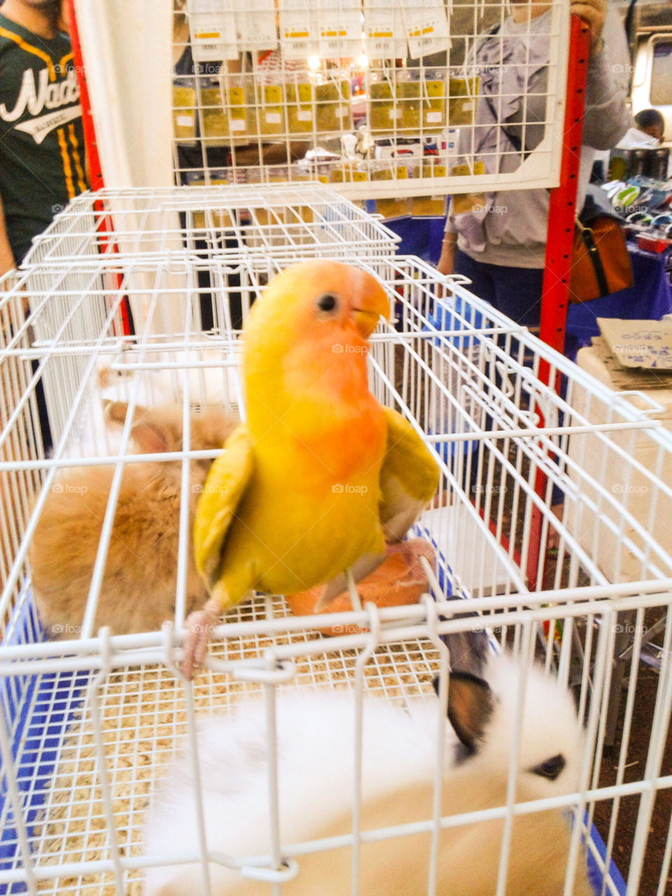 Parrot . parrot, bird, yellow bird, yellow, lovely bird, rabbits, animals 
