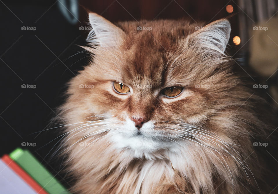 Portrait of a fluffy, ginger cat