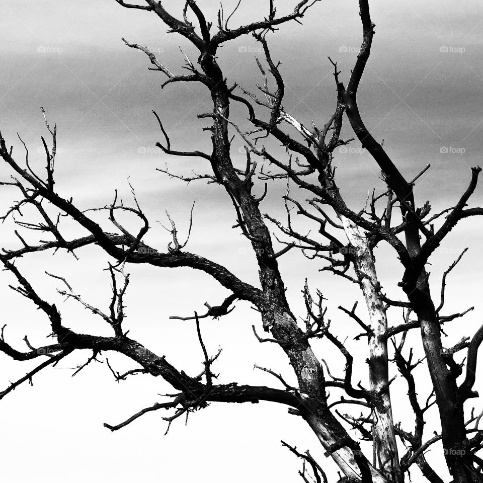 Dead Tree