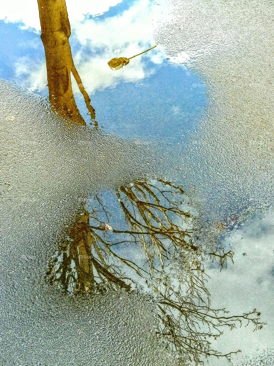 Tree / Street Light  Reflection !