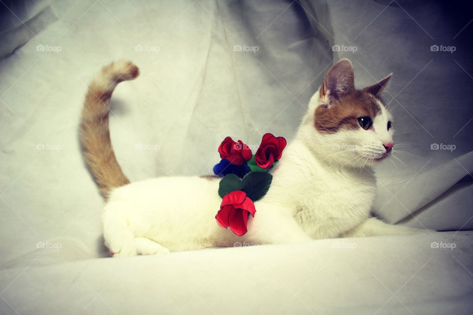 cat with flowers