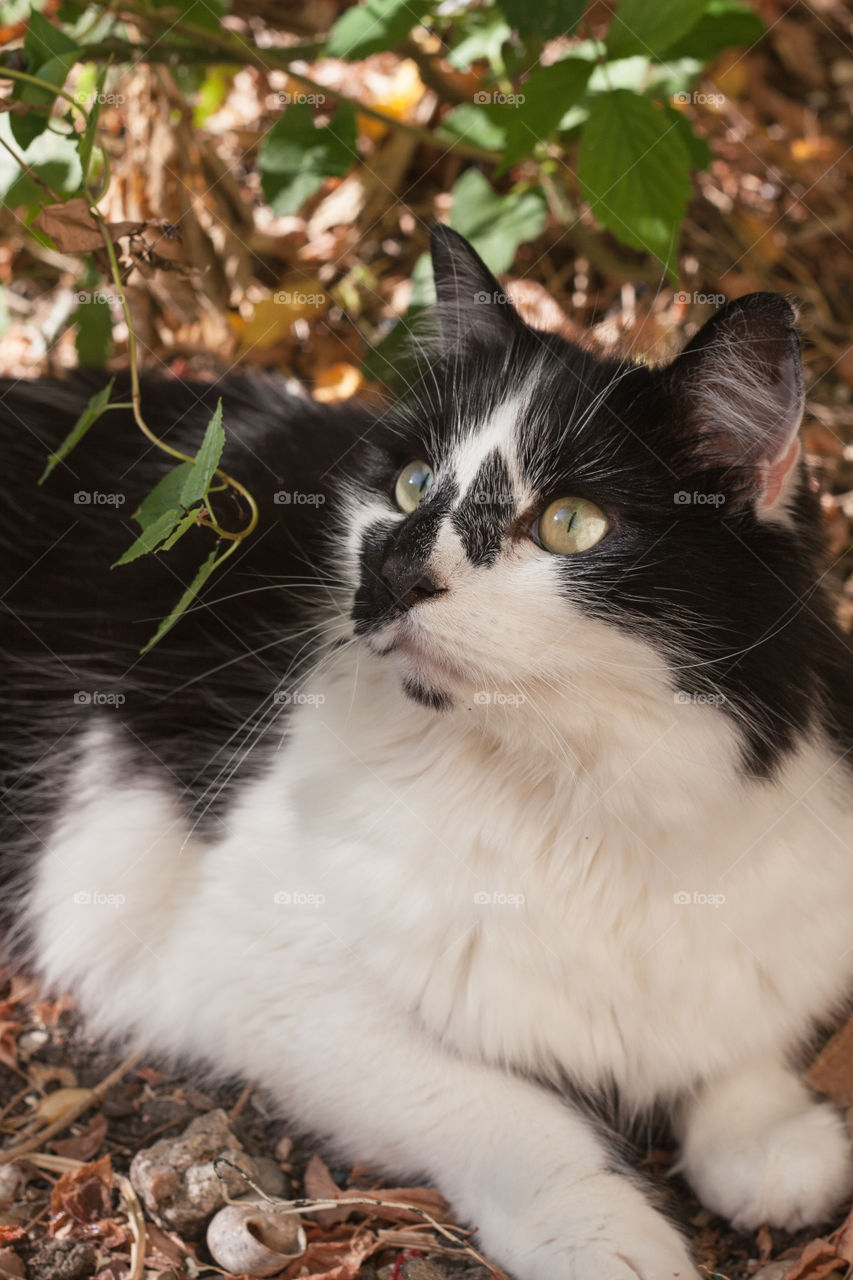 Black and white cat sitting in the garden