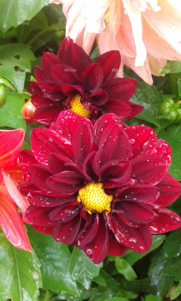 Dark red dhalia flower with dew drops in garden