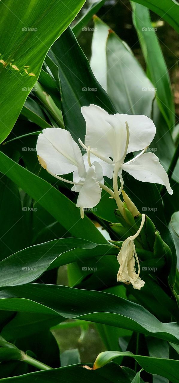 Coronarious Gingerlily. Hedychium coronarium