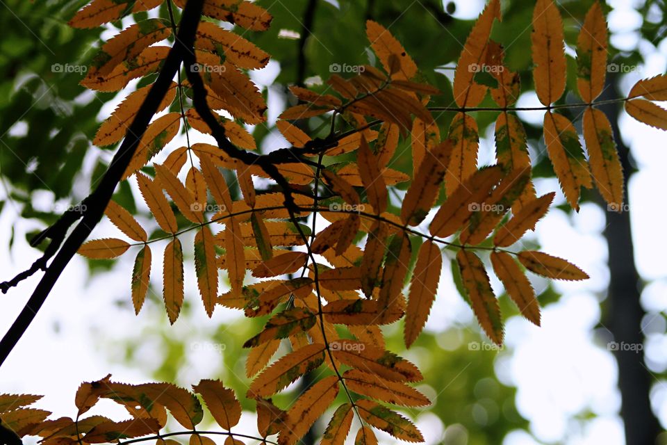 Tree leaves