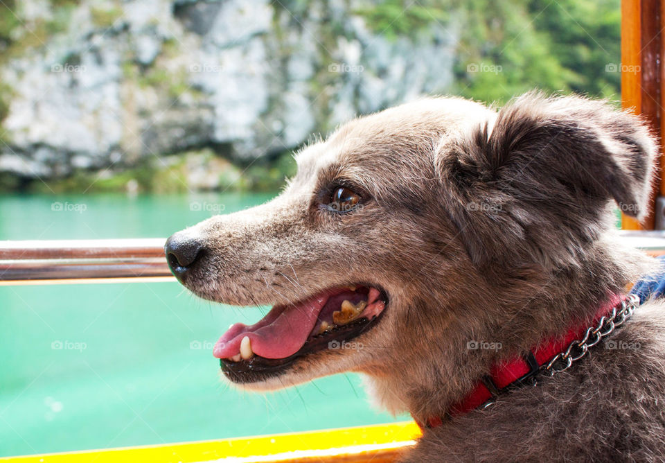 Happy dog on a boat