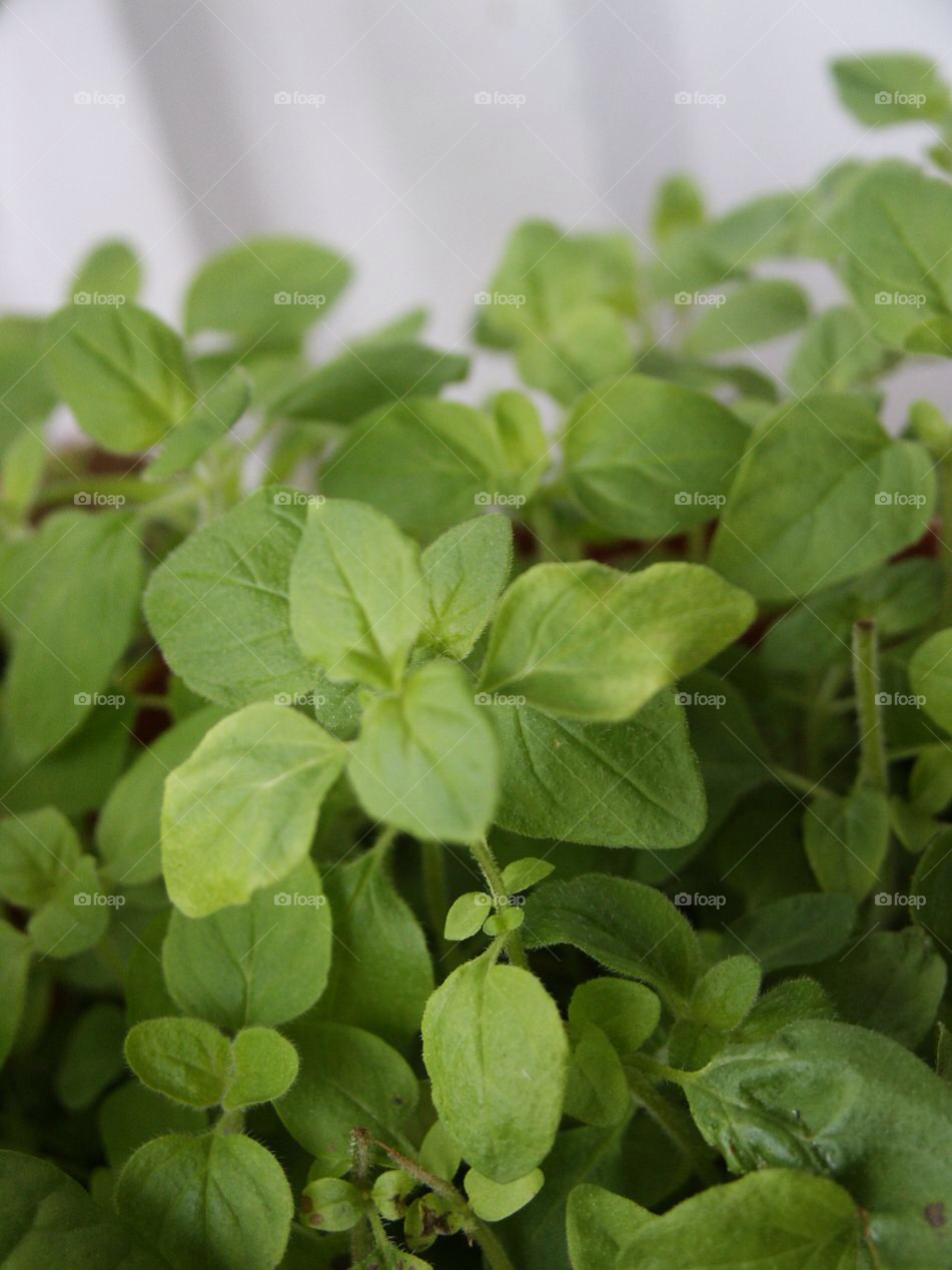 garden oregano grow green by Titania