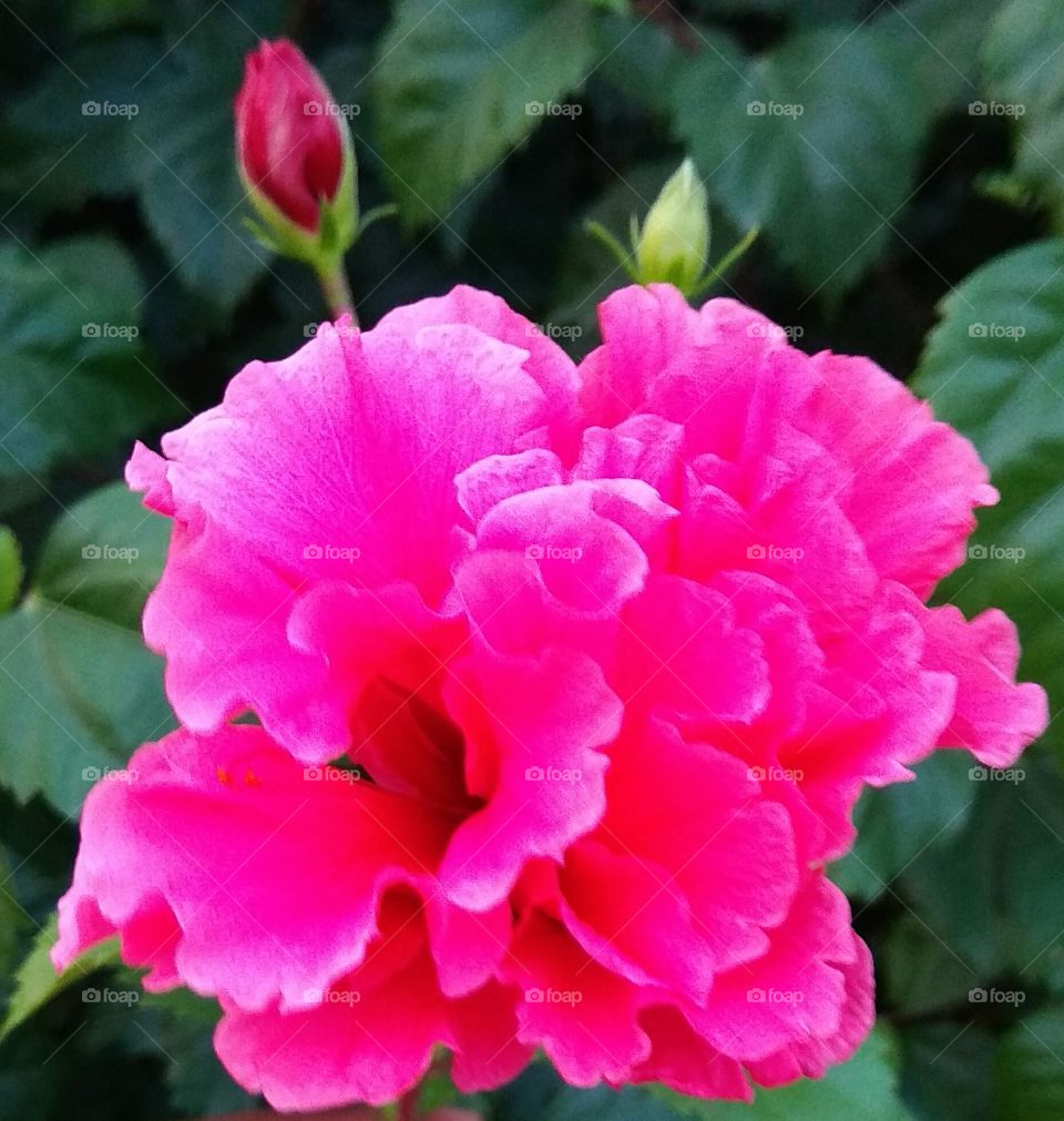 beautiful china rose