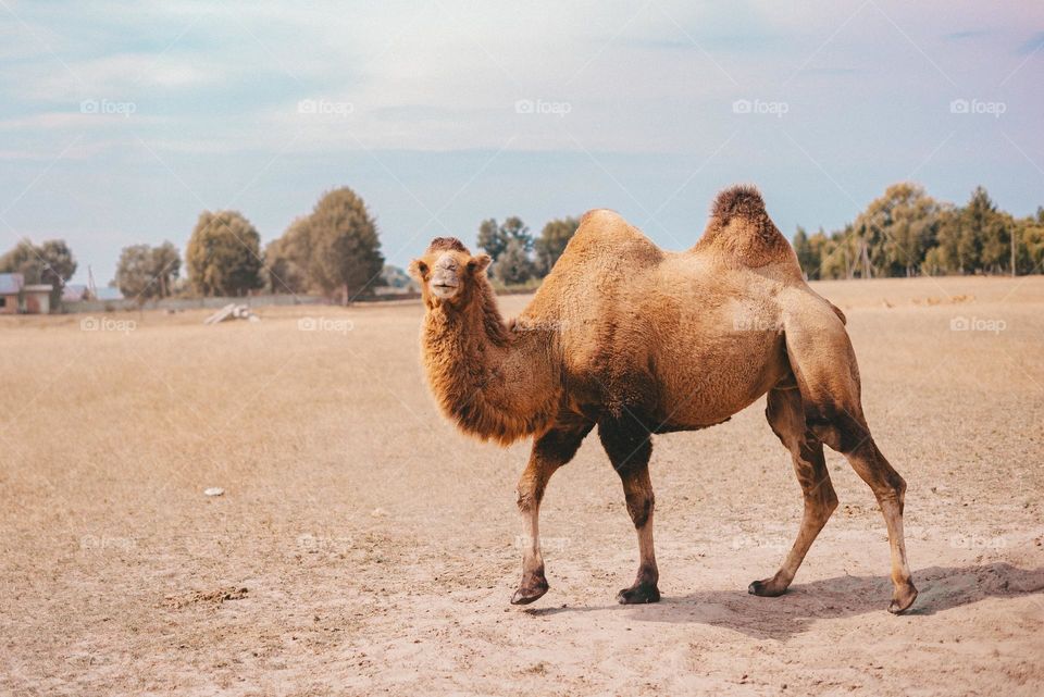 Camel 