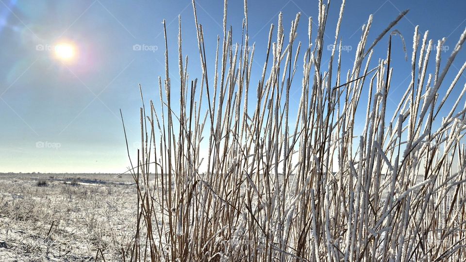 "Frost-Kissed Field"