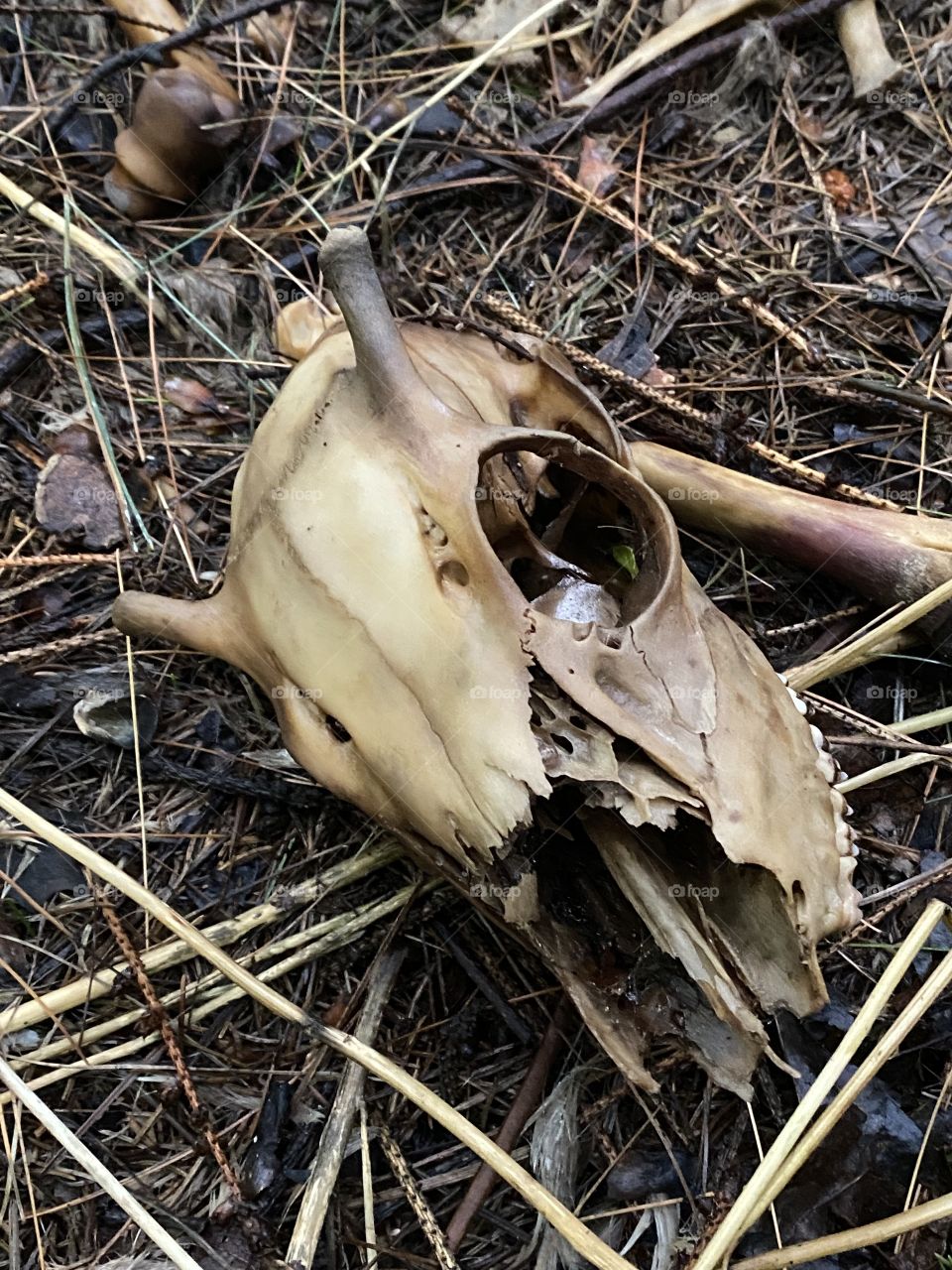 Deer skull in the woods #skull #deer #woods