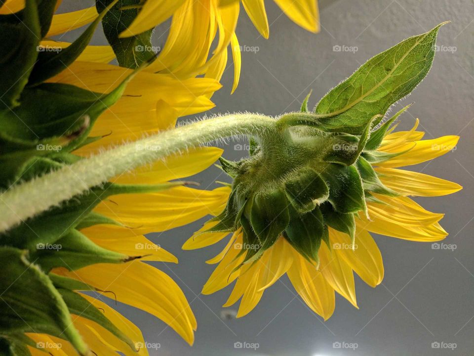 Happy sunflowers