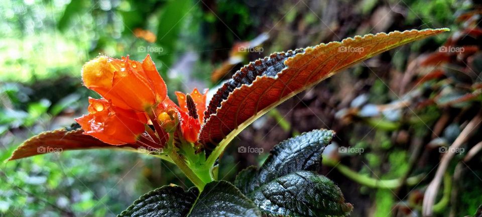 flowers