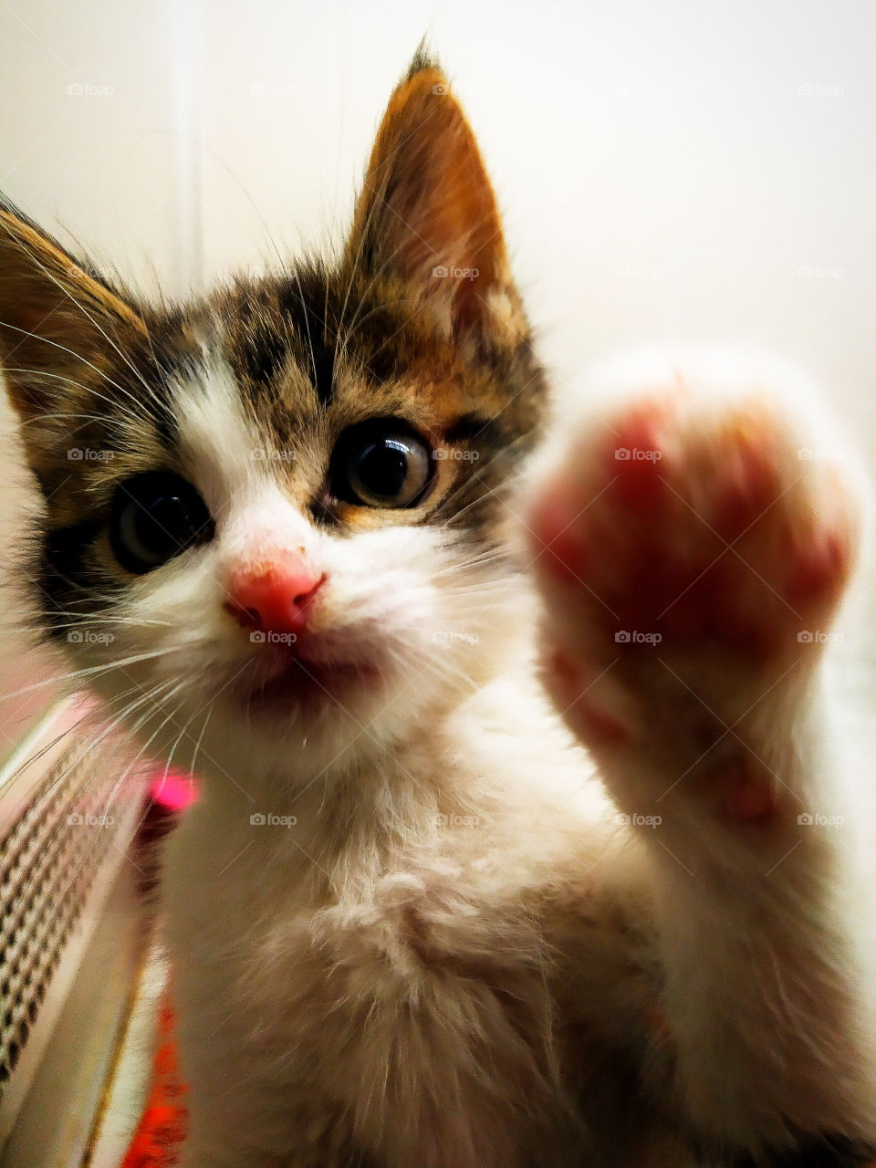 Curious cat with outstretched paw