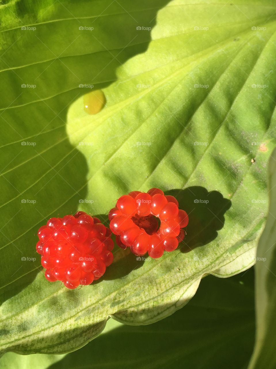 Leaf, No Person, Nature, Closeup, Flora