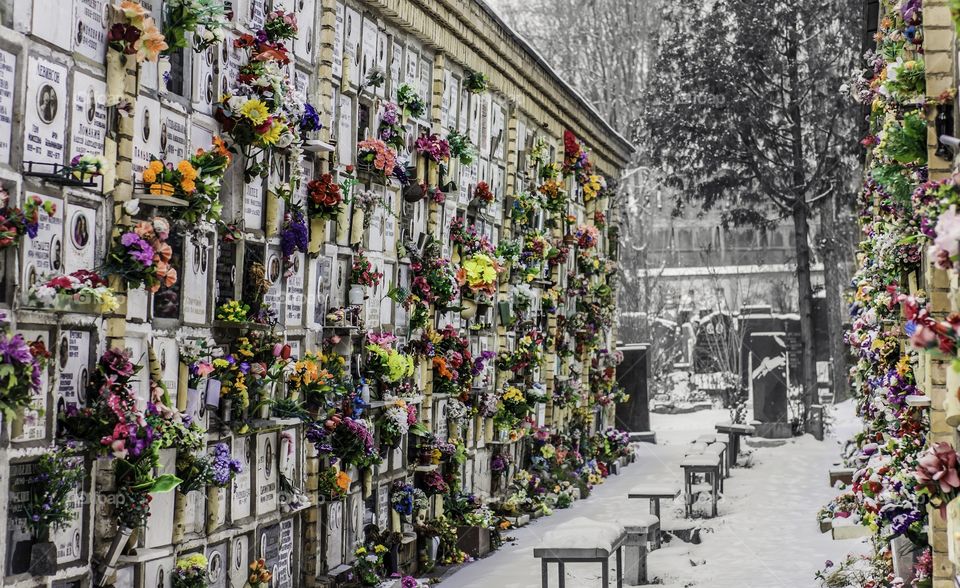 Flowers at the cemetery 