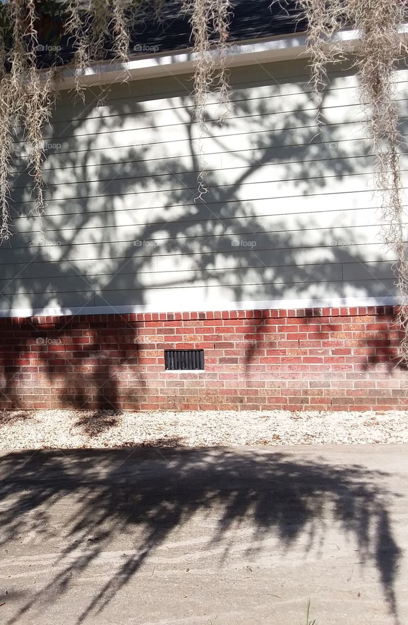 sun low in the sky casting shadows on the ground and side of buildings  from the oak tree