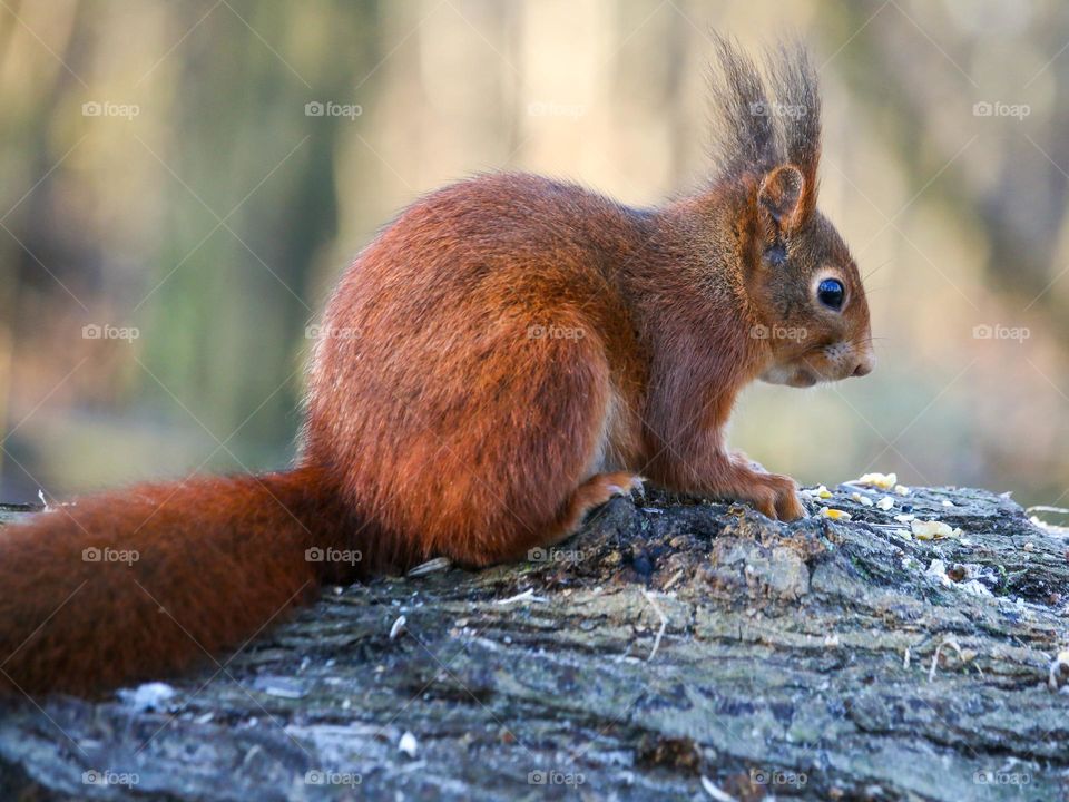 Red squirrel from the back