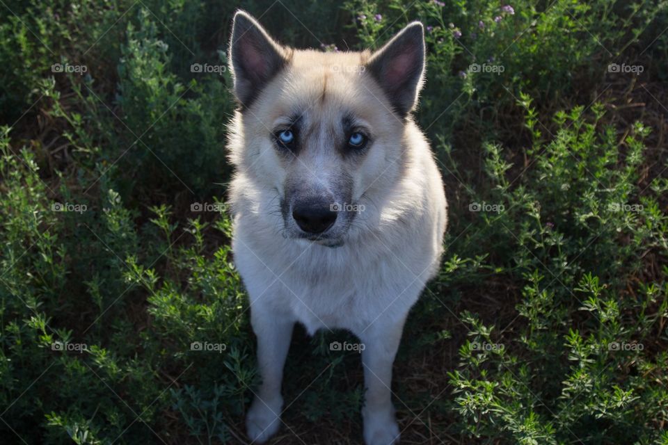 Farm dog 