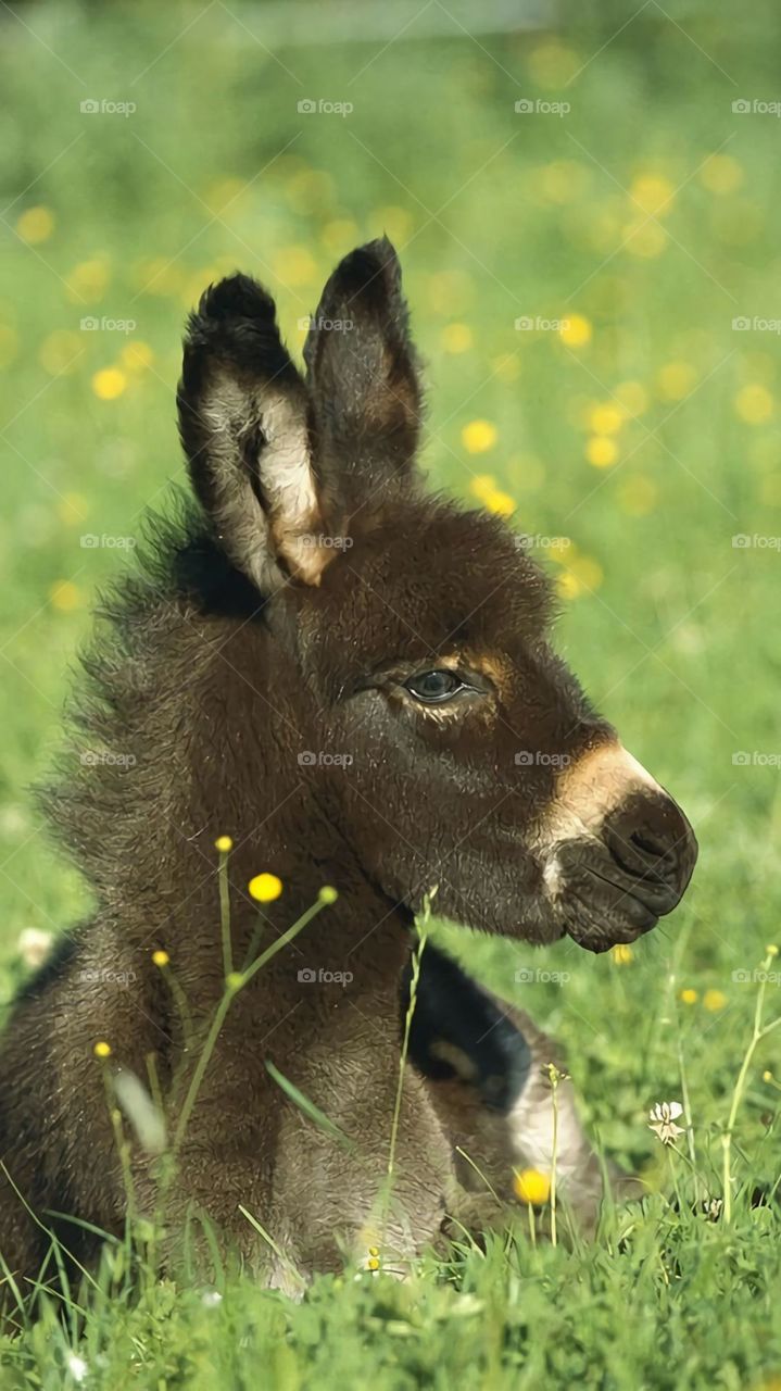 donkey baby / Burro