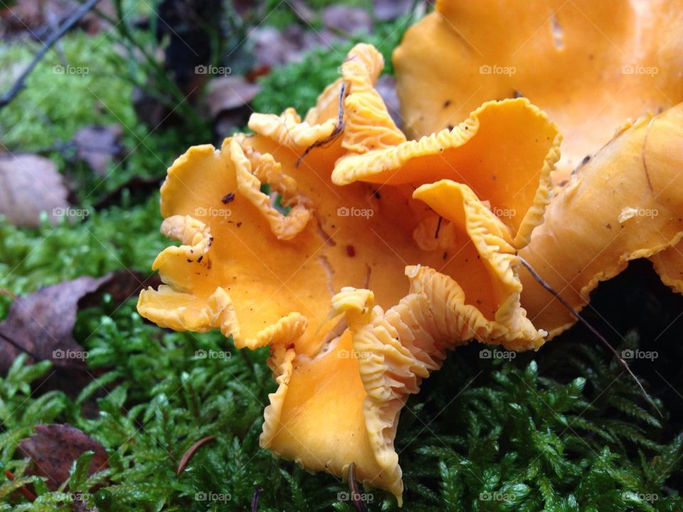 Chantarelle