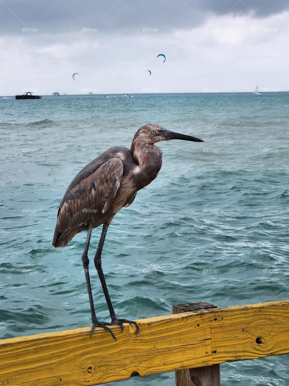 bird posing for a picture