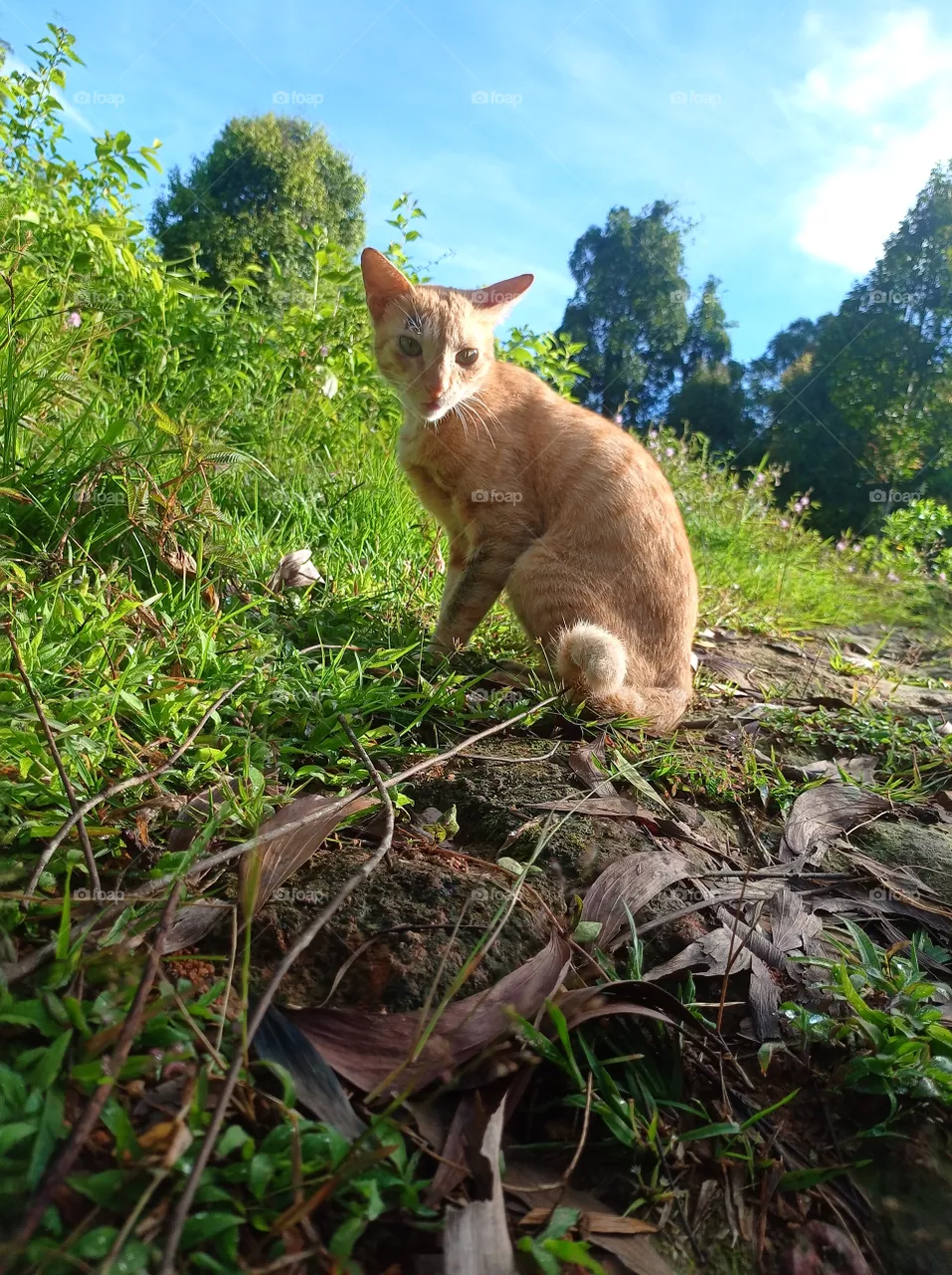 cat