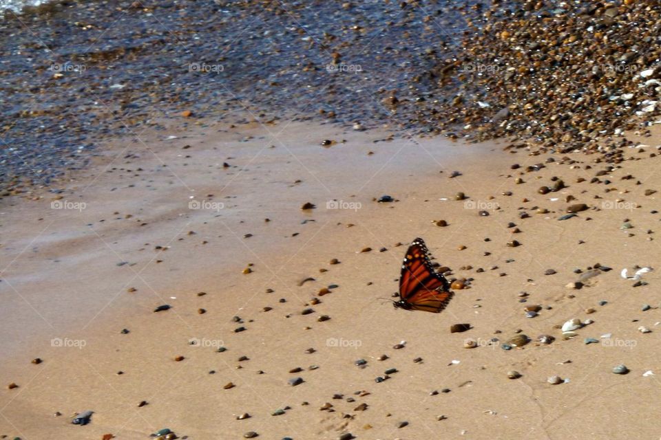 Butterfly on the beach. Lake Michigan. Michigan