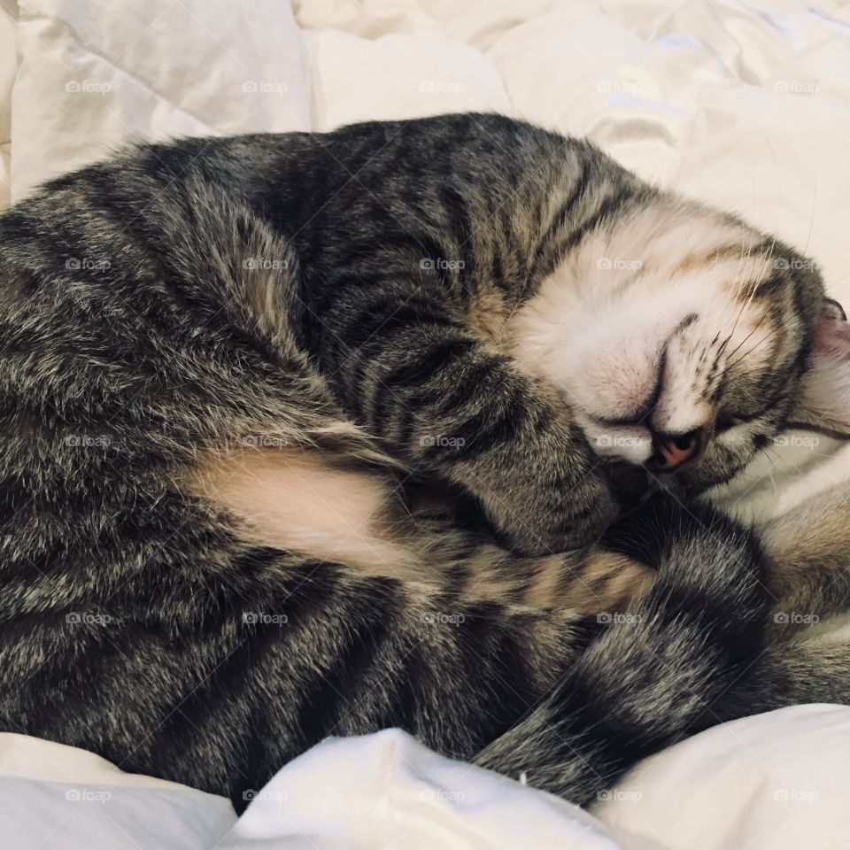 Snuggle bug kitty cat. Dark tabby cat napping. 