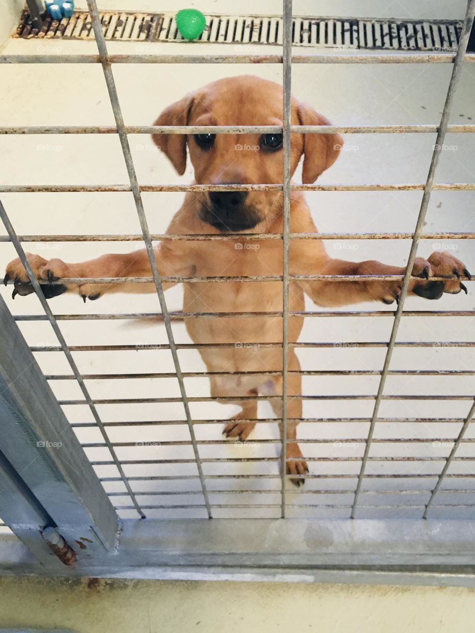 This is Penny when she was 4 months old at the rescue/adoption center- how could we not take her home!!! Cutest puppy ever 🐾