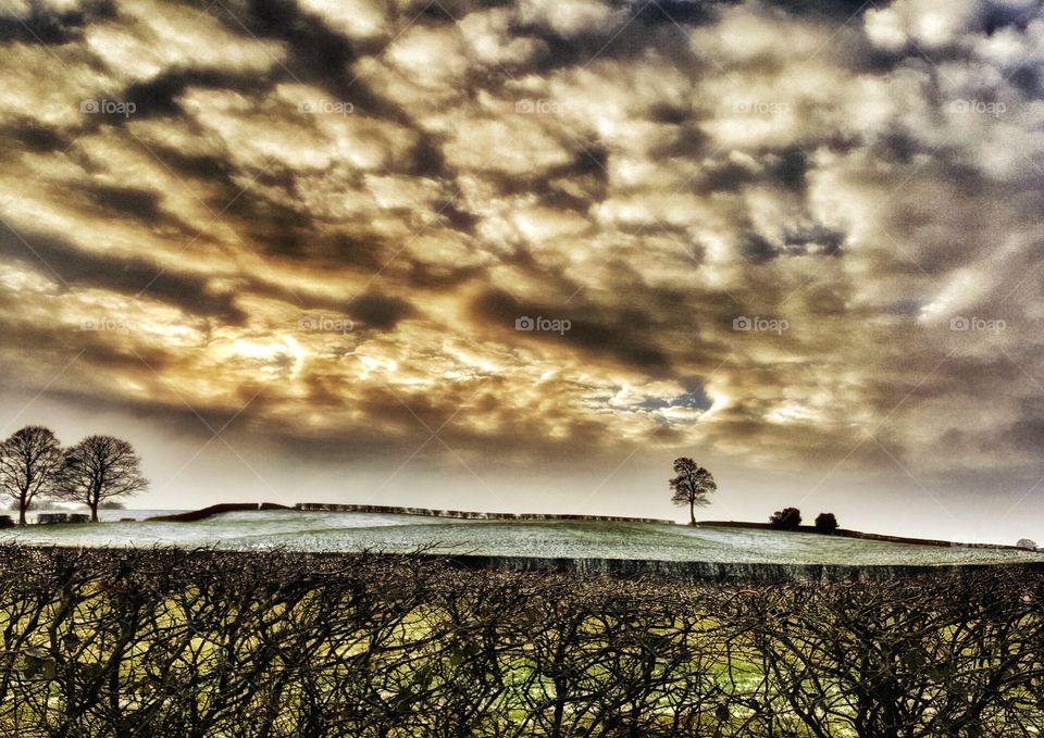 Lonely tree with dramatic clouds