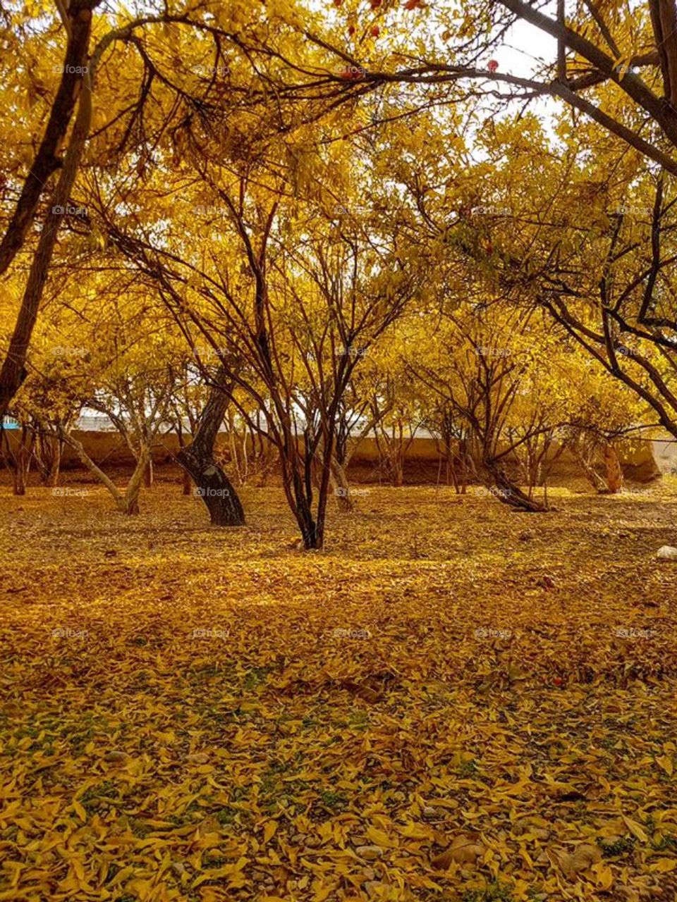 Fall is here. It is as if all the colors of the world are dancing together! Even time has stopped to watch this beauty... Beautiful Fall, with thousands of colors and scents, has turned the earth into a unique canvas...